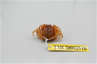 藏品(短指和尚蟹)的圖片